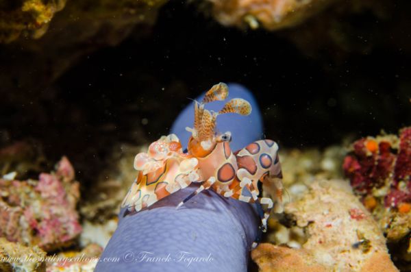 harlequin shrimp