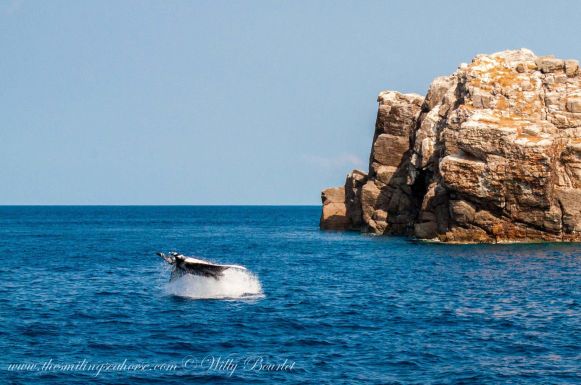 giant oceanic manta jumping