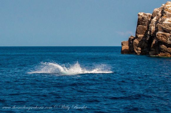 A giant oceanic manta splashing back into the water at Black Rock