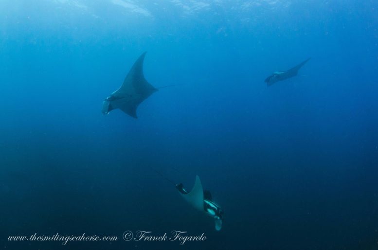 giant oceanic manta rays