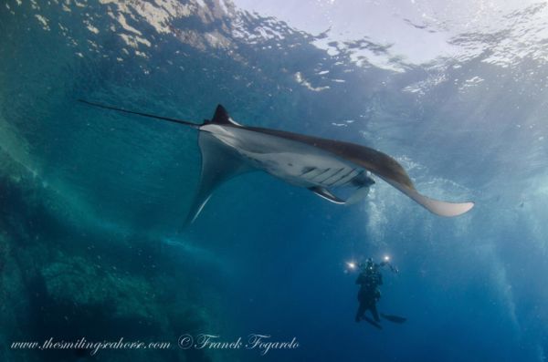 diver next to giant oceanic manta