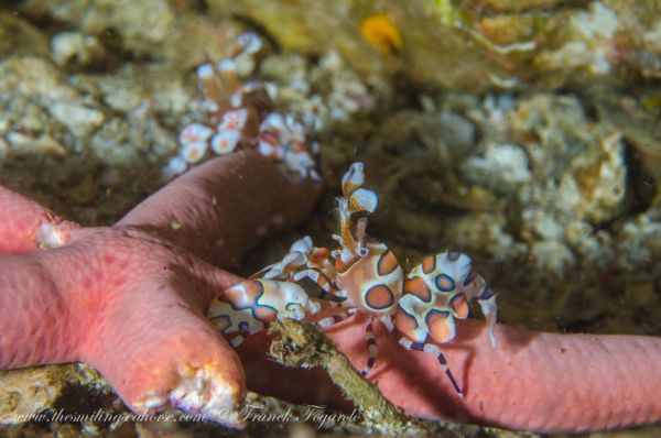 harlequin shrimp feed on a starfish