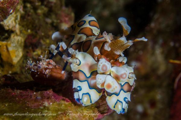 harlequin shrimp