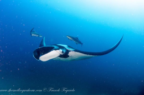 giant oceanic manta