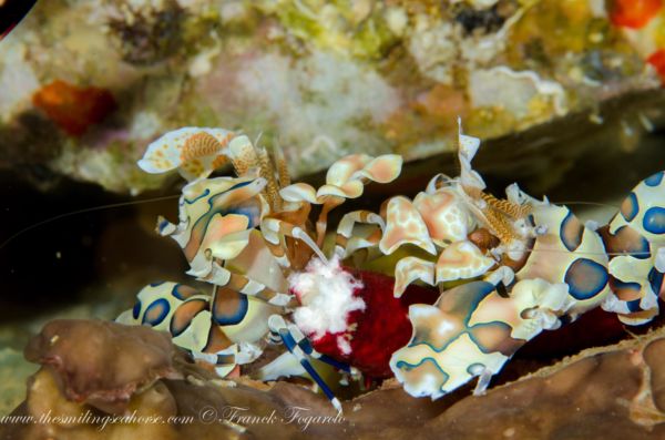 harlequin shrimp