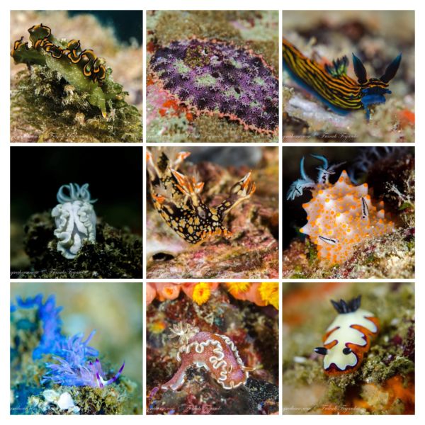 nudibranchs
