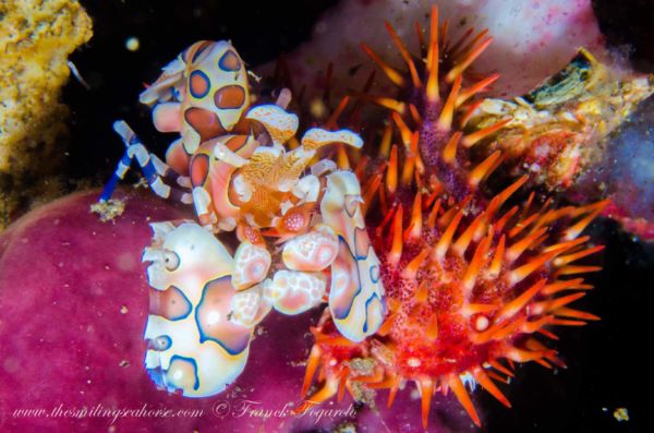 harlequin shrimp