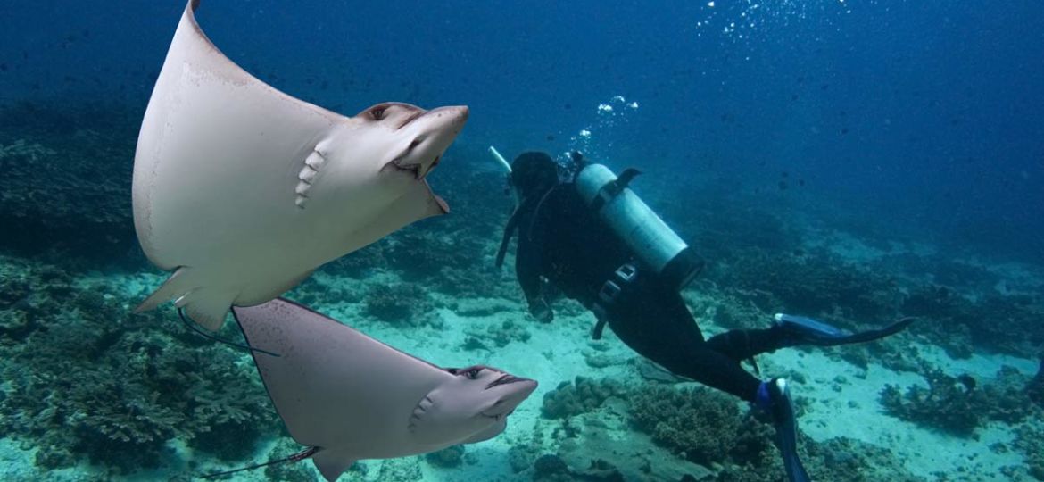 eagleray