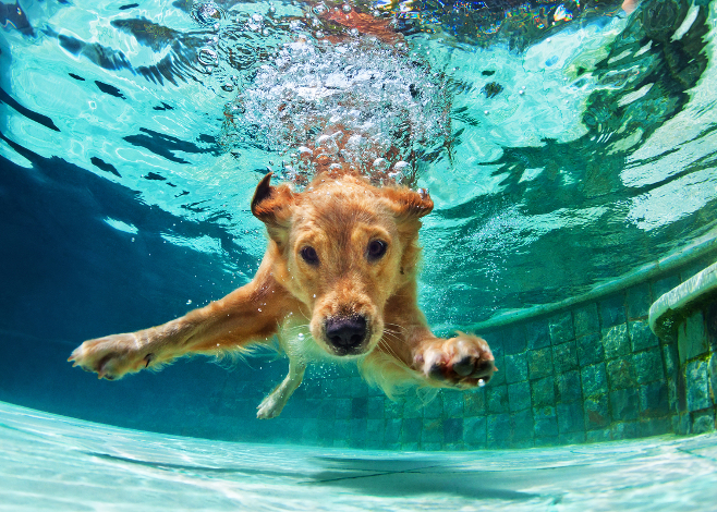Post Dive Care For Ears