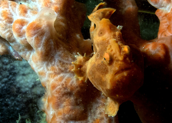 scuba diving in east timor