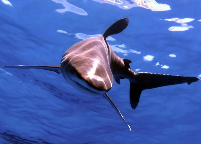 shark encounters in the bahamas