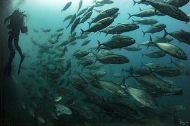 Schooling jacks on the ex-HMAS Tobruk (Photo: Tracy Olive)