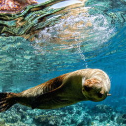 dive Mexico