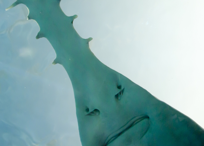 sawfish