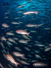 underwater photography