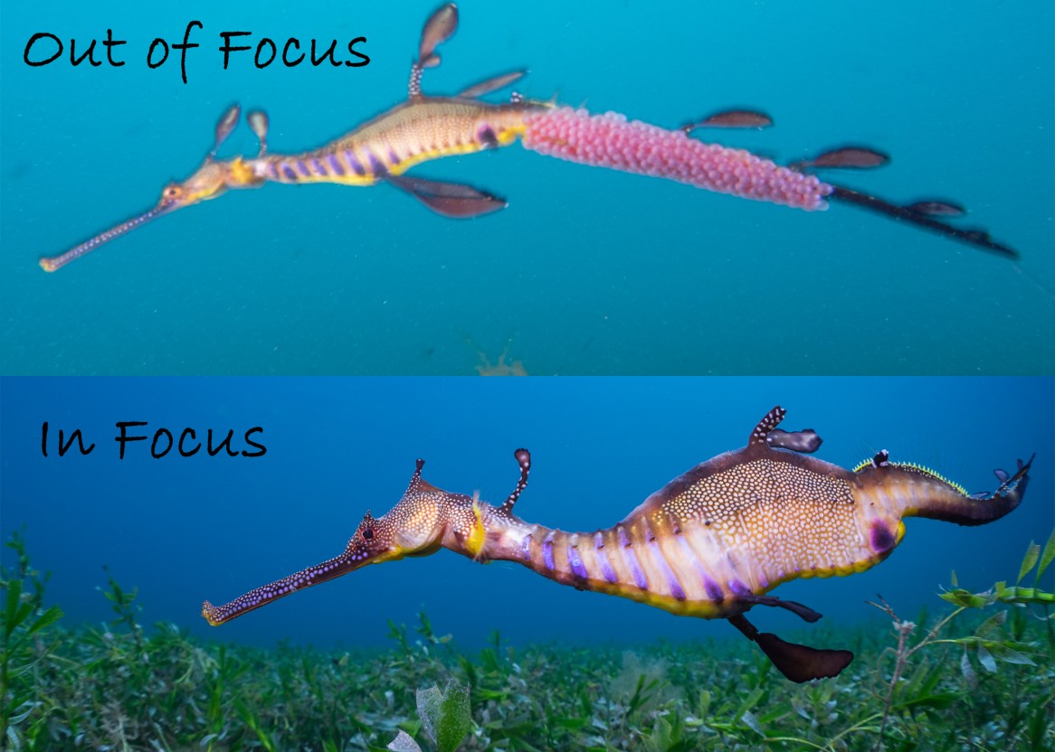 Focus