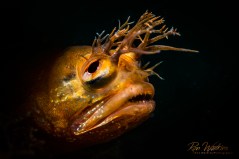 A bad hair day and hung-over expression give this fringehead blenny a little personality as he hangs low in the waters off Santa Cruz in the Channel Islands, California. Shot with: Nikon D800 with 105mm at f/20, 1/320, ISO 200 in Sea&Sea housing and Sea&Sea YS-D2J strobe and Retra LSD snoot