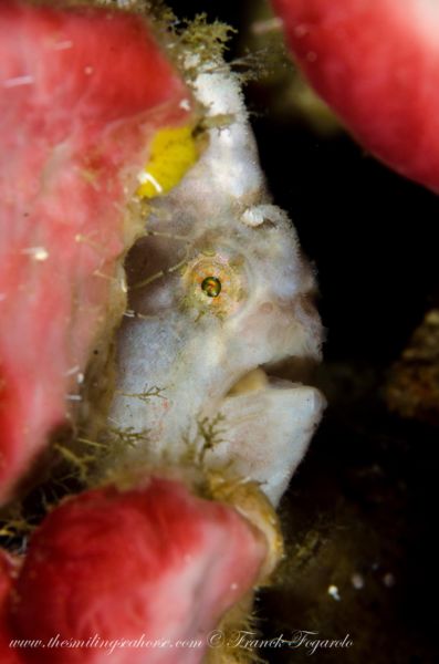 frogfish