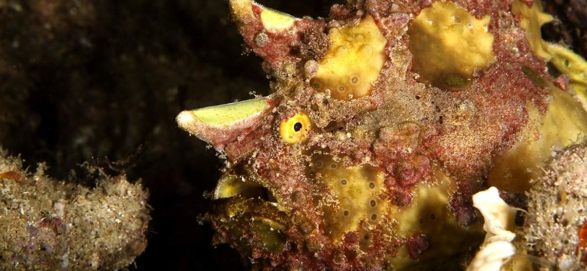 frogfish