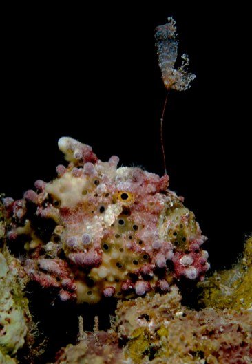 Frogfish_60mm -3(1 of 1)