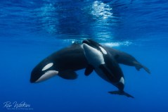 A chance encounter with a pod of five transient orcas in the Galapagos is one of the highlights of my diving experience. Best of all, I was able to share it with 15 other people on my workshop and we all have that once-in-a-lifetime encounter to bond us forever. Shot with: Nikon D800 with 16-35mm at f/8, 1/100, ISO 400 in Sea&Sea housing