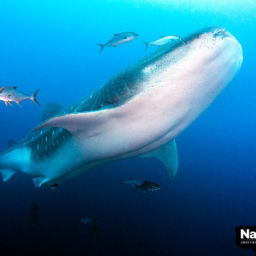 Best Dive Sites in the Galapagos Islands