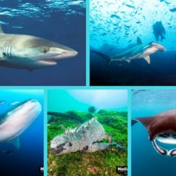 marine encounters in the Galapagos Islands