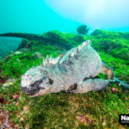 Galapagos Islands