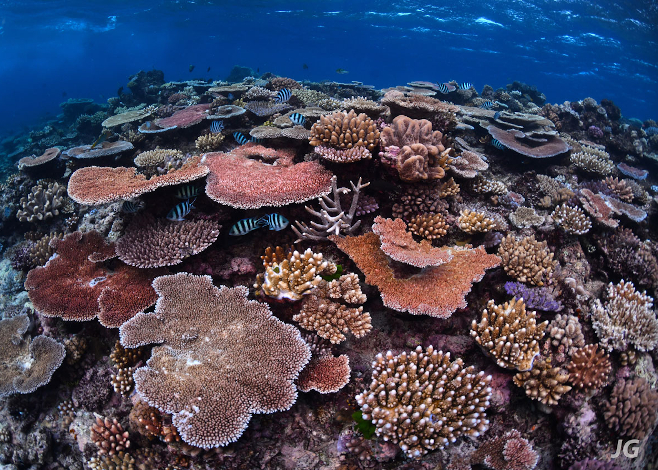Great Barrier Reef