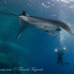 giant oceanic manta rays