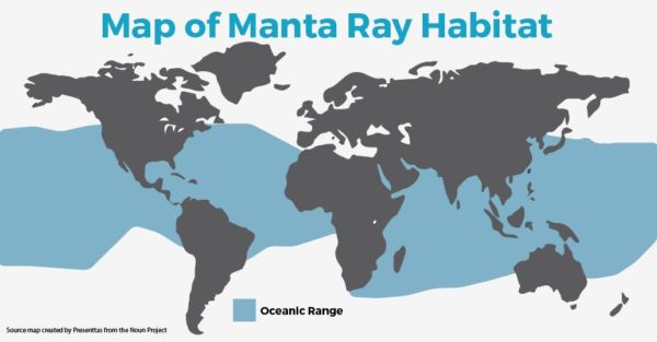 manta ray habitat