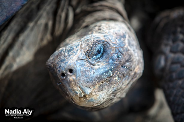 Hunted almost to extinction, giant tortoises on the Galapagos are now protected and visiting them has become an essential part of a Galapagos trip. Photo credit: Nadia Aly