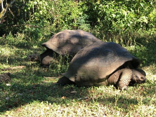 Although they’re quite expressive, giant tortoises are quite shy and spend most of their time eating and sleeping. Photo credit: Rebecca Strauss