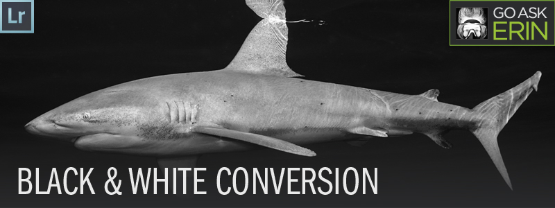 GOA_black-and-white-conversion_2013_04_25.jpg