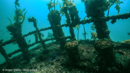 The wreck of the Rainbow Warrior off the coast of New Zealand, Matauri Bay, Northland, covered by corals. The Rainbow Warrior was bombed by French government agents just before midnight on 10 July 1985. (courtesy Greenpeace)