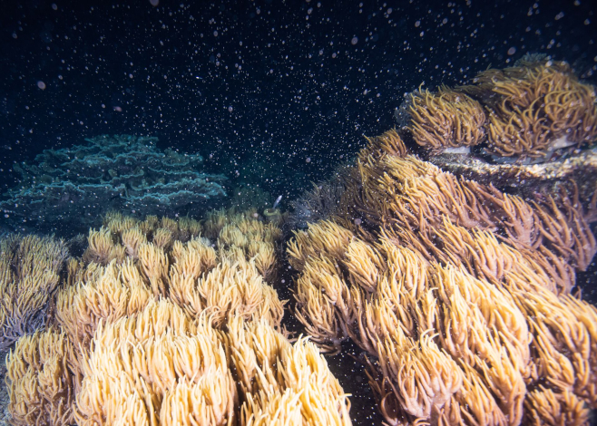 Great Barrier Reef
