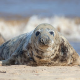 grey seal