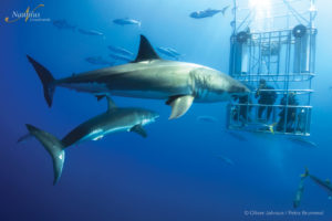 great white shark diving