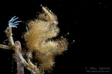 Hairy shrimp