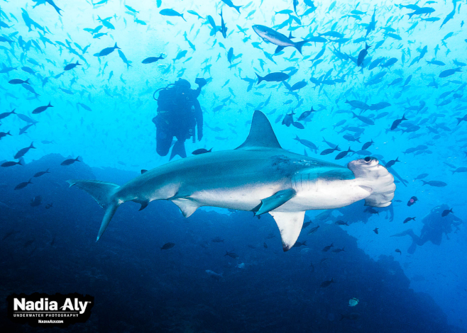 hammerhead shark