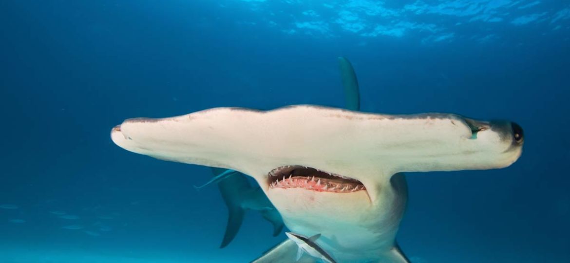 hammerhead