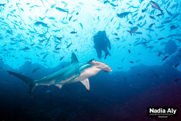 Hammerheads are common on sites such as Mosquera, though Wolf Island is most famous for large numbers. Photo credit: Nadia Aly