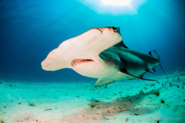 hammerhead diving encounters
