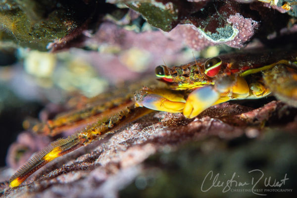 flat rock crab in Hawaii tidepool marine life