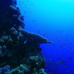 Hawaii’s deep water reefs