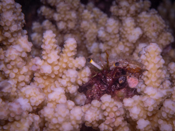 hermit crab