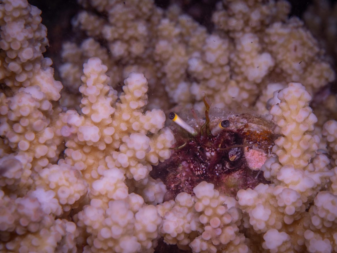 macro life on the great barrier reef