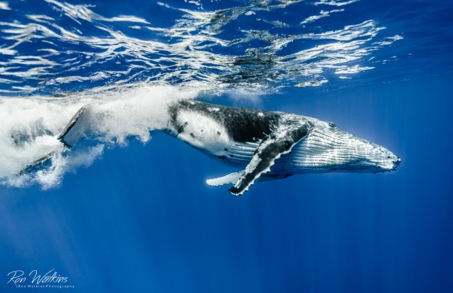 A playful humpback calf splashes around at the surface in the warm, clear waters of Moorea, French Polynesia. Coming face to face with these large, graceful marine mammals is so exhilarating it takes your breath away. Shot with: Nikon D800 with 16-35mm at f/16, 1/400, ISO 100 in Sea&Sea housing