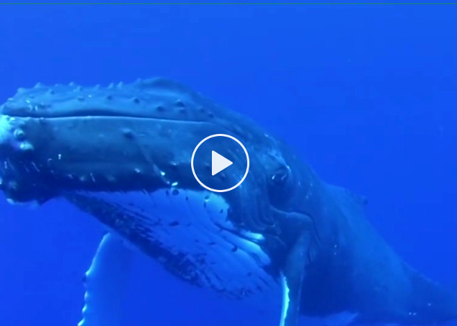 humpbacks_featured