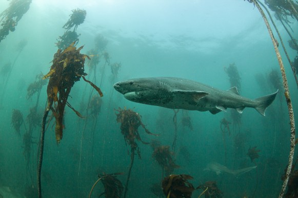 False Bay